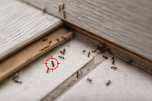 Best Pest Control for Homes  in Columbia, MD