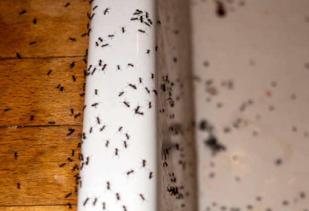Best Flea Control Services  in Columbia, MD