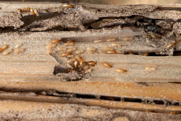 Best Insect Control  in Columbia, MD